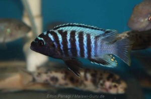 Metriaclima sp. 'aggressive bars'